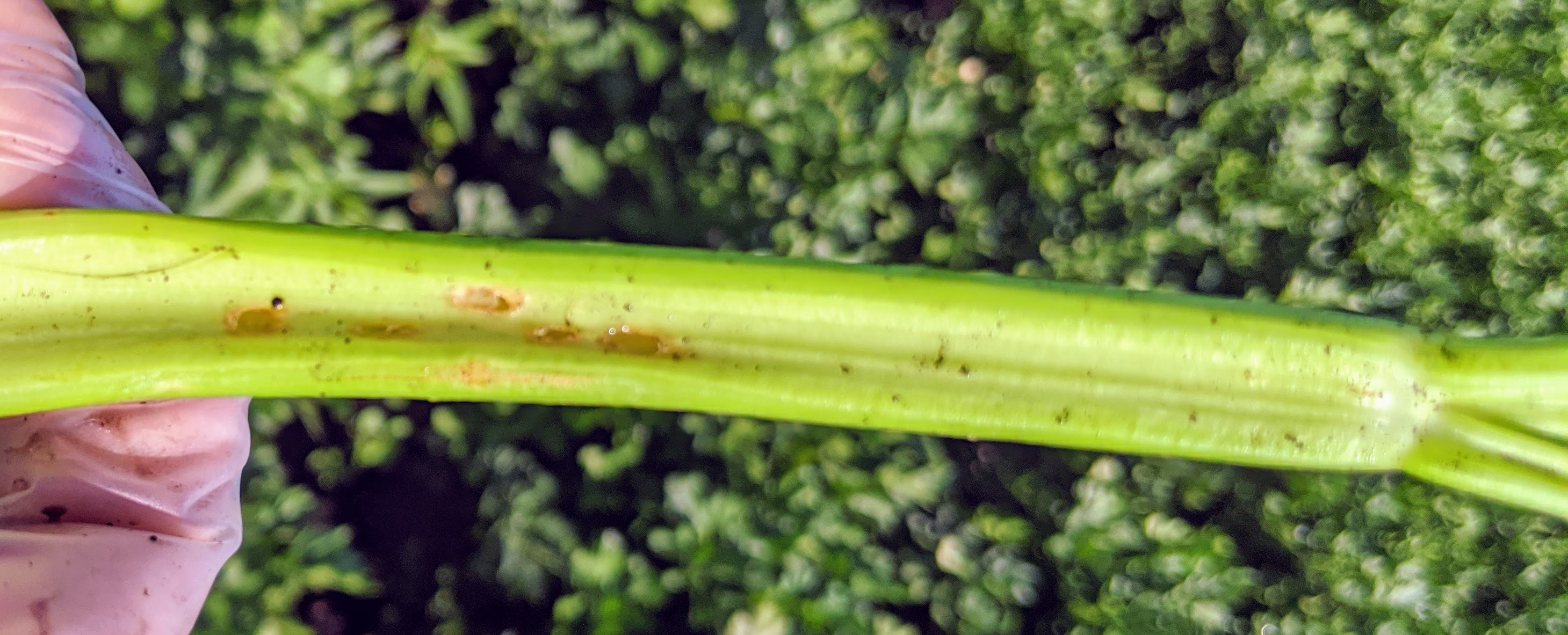 Tarnished plant bug damage in celery